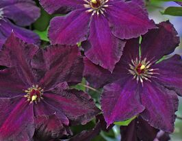 Клематис Грюнвальд (Grunwald) купить