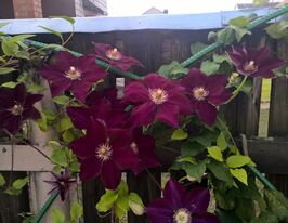 Клематис Мазовше (Mazowsze) купить