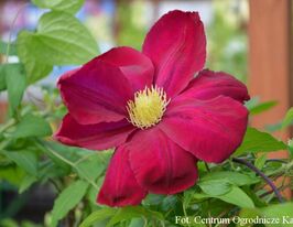 Клематис Хоши-но-Фламенко (Hoshi-no-Flamenco) купить