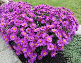 Астра Аннеке (Anneke) купить