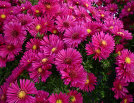 Астра Дженни (Jenny) купить