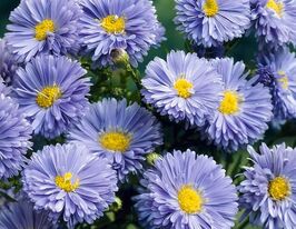 Астра Мари Баллард (Marie Ballard) купить