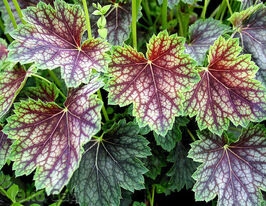 Гейхера Дейлс Стрейн (Dales Strain) купить