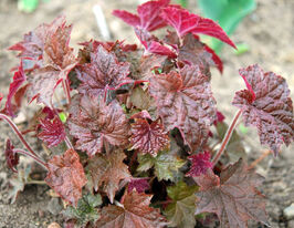 Гейхера Палас Перпл (Palace Purple) купить
