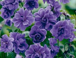 Герань Гімалайська (Himalayense)купити