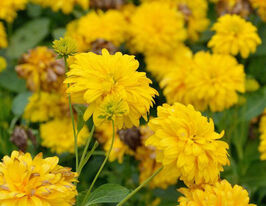 Рудбекия Голдквелле (Goldquelle) купить