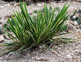 Юкка Филаментоза (Filamentosa) купить