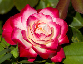 Роза флорибунда Юбилей Принца Монако купить