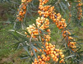 Облепиха крушиновидная Херго (Hippophae Hergo) купить