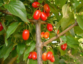 Кизил звичайний Макрокарпа (Cornus Macrocarpa)купити