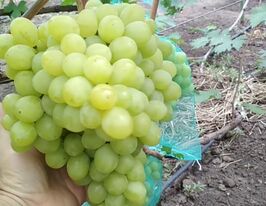 Виноград Валёк купить