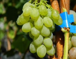 Виноград кишмиш Хоупкупити