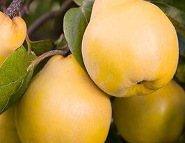 Айва великоплідна Вранья (Cydonia oblonga Vranja)купити