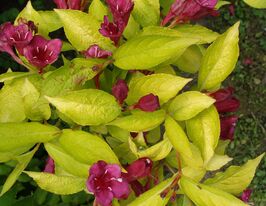 Вейгела квітуча Ауреа (Weigela florida Aurea)купити