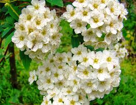 Спирея березолистная (Spiraea arguta) купить