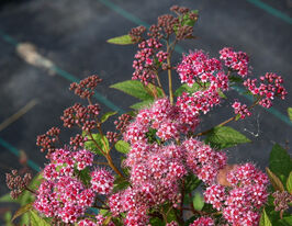 Спирея японская Манон (Spiraea japonica Manon) купить