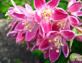 Дейція гібридна Магіцієн (Deutzia Magicien)купити