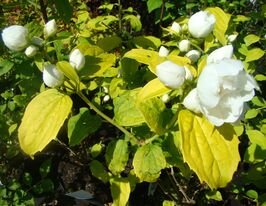 Жасмин гибридный Йеллоу Хилл (Yellow Hill) купить