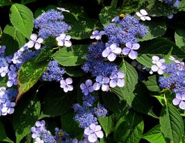 Гортензия пильчатая Блюберд (Hydrangea Bluebird) купить