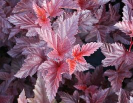 Пухироплідник калинолистий Андре (Andre)купити