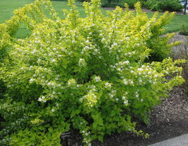 Пухироплідник калинолистий Наггет (Nugget)купити