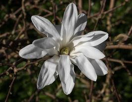 Магнолія зірчаста (Magnolia stellata)купити