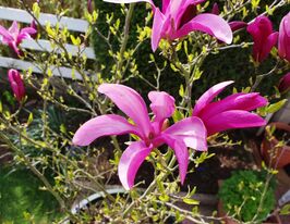 Магнолія гібридна Сюзан (Magnolia hybrida Susan)купити