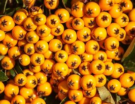 Піраканта Тетон (Pyracantha Teton)купити