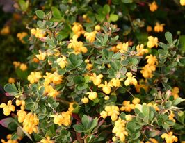Барбарис самшитолистий Нана (Berberis Nana)купити
