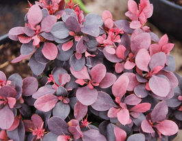 Барбарис тунберга Конкорд (Berberis Concorde)купити
