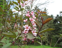 Черемха звичайна Колората (Prunus Colorata)купити