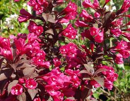 Вейгела квітуча Мінор Блек (Weigela Minor Black)купити