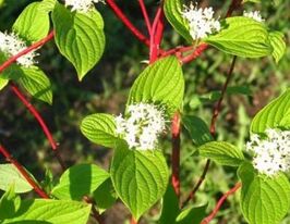 Дерен звичайний (Cornus alba)купити