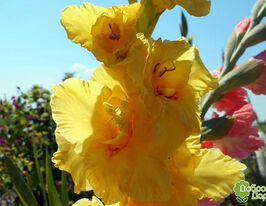 Гладиолус Флево Бризер (Flevo Breezer) купить