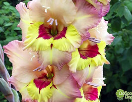 Гладиолус Саппоро (Sapporo) купить