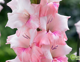 Гладиолус Адреналин (Adrenalin) купить