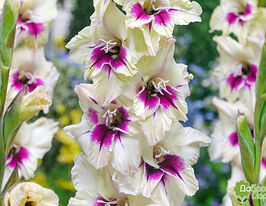 Гладиолус Амбер Мистик (Amber Mystique) купить