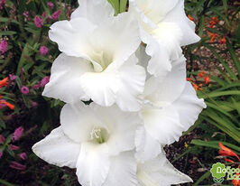 Гладиолус Амстердам (Amsterdam) купить