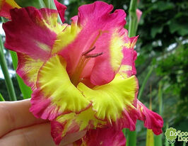 Гладиолус Фар Вест (Far West) купить