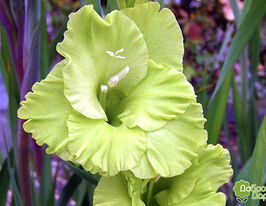 Гладиолус Эвергрин (Evergreen) купить