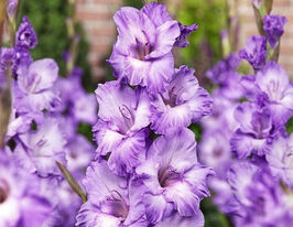 Гладиолус Милка (Milka) купить