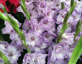 Гладиолус Милка (Milka) купить