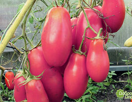 Томат Дамские Пальчики малиновые купить