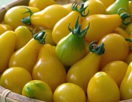 Томат Капельки Солнца купить