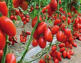 Томат Улюбленець долікупити
