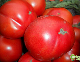 Томат Богатырь купить