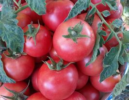 Томат Ляна Розовая купить