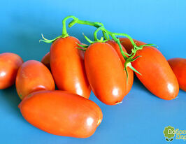 Томат Дамские Пальчики оранжевые купить