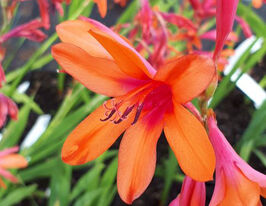 Утсония пирамидальная Пич Глоу (Peach Glow) купить