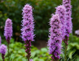 Лиатрис Спиката (Spicata) в горшке купить